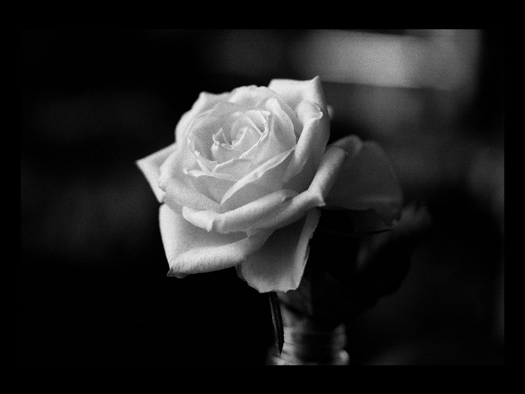 A simple rose captured on Ilford HP5+ - Sean Smith Film Photography